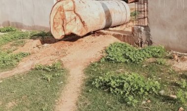 विशालकाय सेमल का पेड़ चढ़ गया लकड़ी तस्कर के हाथों