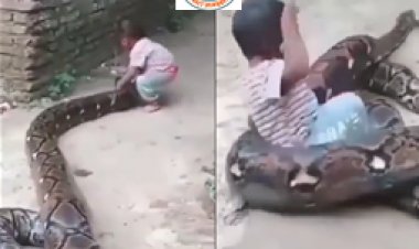 Viral Video: दो साल के बच्चे ने भारी भरकम अजगर के साथ किया कुछ ऐसा जिसे देख लोग हुए हैरान...