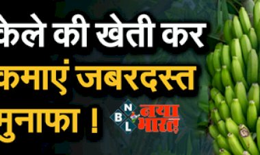 Farming Business Ideas : केले की खेती कर कमाए जबरदस्त मुनाफा ! ये किसानों को कर देगी मालामाल, जानिए कैसे करें शुरु...