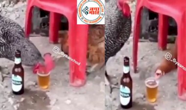 Social media Viral video: सुनकर आप भी हो जायेंगे हैरान ! मालिक के जाते ही मुर्गा पीने लगा शराब, फिर जो हुआ उसे देख दंग रह गए लोग...देखिए विडियो...