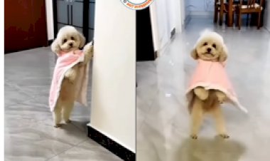 Social Media Viral Video : कुत्ते ने Towel पहनकर लगाया जबरदस्त ठुमके, जिसे देख आप भी लगेंगे झुमने...