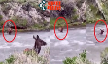 Social Media Viral Video :  नन्हें हिरण ने नदी के बहाव को दी टक्कर, साहस देख कलेक्टर साहब ने कहा...