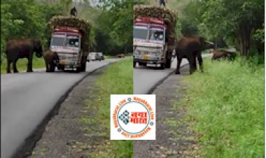 Trending Elephant Video: सड़क पर चलने के बदले हाथी ने ट्रक वाले से लिया ‘टोल टैक्स’, वीडियो देख आप भी कहेंगे ‘वाह’...
