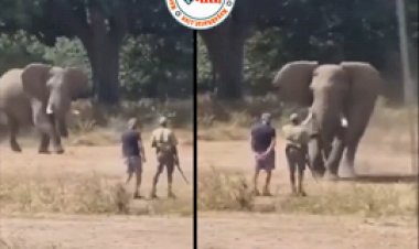 Viral Videos: आग बबुला हाथी को शख्स ने इस तरह किया काबू, उधर  छिपकली का चला गजब का डांस; देखें ऐसे 10 वायरल वीडियोज...