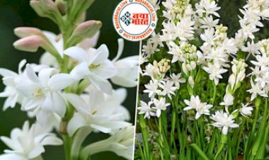 Vastu Plant: वास्तु अनुसार इन पौधों को लगाए घर की इस दिशा में, होगी धन वर्षा! सुख-चैन से कटेगा जीवन...