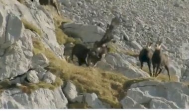 Viral video: कभी हार न मानने का बेहतरीन उदाहरण! एक बाज़ ने किया बकरी का शिकार, भागना पड़ा, देखें वीडियो...