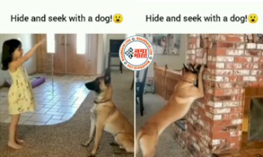 Viral Video: छोटी बच्ची के साथ लुका-छिपी खेलते कुत्ते का क्लिप वायरल, आपने पहले कभी नहीं देखा होगा ऐसा वीडियो...
