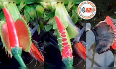 Viral Video: हैरान करने वाला मांसाहारी पौधा जिसने लिया लाल मिर्ची का स्वाद, अंत में अंजाम देख लोग रह गये दंग, देखे विडियो...