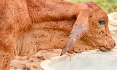 लंपी स्किन वायरस नये रूप में दस्तक दे दिया है भारत में,लेकिन इंसानो के लिए नहीं बल्कि पशुओ के लिए है ख़तरनाक, जानिए इसके लक्षण और कारण.