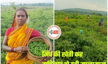 CG Chilli Crops: मिर्च की खेती कर महिलाएं हो रही मालामाल... तीखी मिर्च से महिलाएं बन रहीं लखपति... कम लागत लगाकर मिल रहा 12 गुना तक मुनाफा....