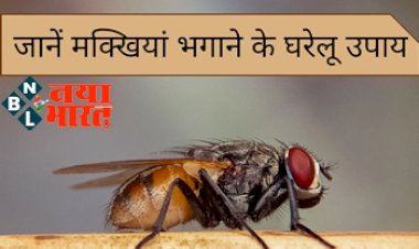 House Flies : घर में कभी नज़र नहीं आएगी मक्खियां, जानिए मक्खियों को घर से भगाने का घरेलू उपाय...