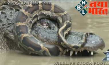 Crocodile and dragon fight: पानी के भीतर अजगर और मगरमच्छ की हुई खूंखार लड़ाई, वीडियो में देखें किसने मारी बाजी...