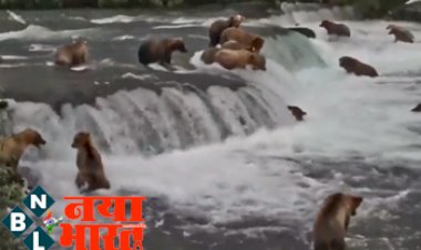 Viral Video: लहरों से उछलकर सीधा भालू के मुंह में पहुंच गई मछली, शिकार के इंतज़ार से खड़े थे Bear..देखें ये शानदार वायरल वीडियो...