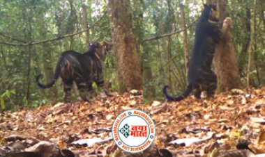 Viral Video: बाघ ने एक पेड़ पर बनाया खास तरीके का निशान, दुर्लभ जानवर के ऐसे कारनामे देख सदमे में आ गये लोग...