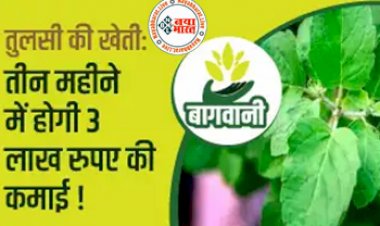 Tulsi Farming : तुलसी की खेती से तीन महीने में होगी 3 लाख रुपए की  कमाई, सरकार भी दे रही अनुदान...