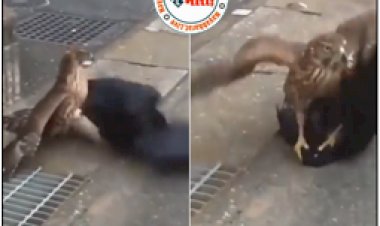 SHOCKING: कौए को शिकारी बाज ने बेरहमी के साथ उतारा मौत के घाट, Video देखकर सभी रहे गये दंग...