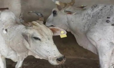 CG-लम्पी स्कीन वायरस अलर्ट: छत्तीसगढ़ में भी मंडरा रहा लम्पी स्कीन वायरस का खतरा...पशुओं को लम्पी स्कीन रोक से बचाने दिशा-निर्देश...अन्य राज्यों से पशुओं के आवागमन पर रोक लगाने चेक पोस्ट पर रखी जाए निगरानी…पढ़िए दिशा-निर्देश….