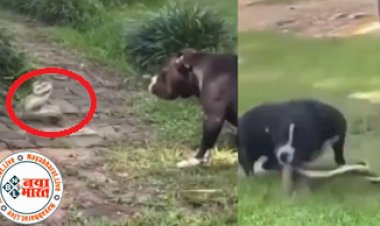 Dog and Snake Fight : एक बार फिर कुत्ते ने साबित की अपनी 'वफादारी' ! कुत्ते और सांप में हुई खतरनाक लड़ाई, 25 मिनट तक चला मुकाबला, देखे रोंगटे खड़े कर देने वाला वीडियो...
