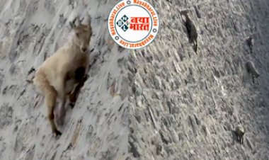 Goats on the wall : डैम की सीधी दीवार पर पाए गए वो जीव जिसके वहाँ पाने की कोई नहीं कर सकते कल्पना.. वीडियो देख दंग रह गए यूजर्स...