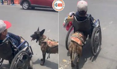 Dog Pushing Wheelchair: दिव्यांग मालिक के व्हीलचेयर को  धक्का लगाता है यह कुत्ता, वफादारी देख नम हो जाएंगी आंखें...