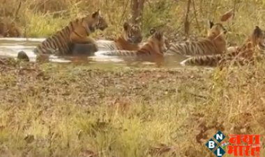 Party In The Pond : टाइगर करते दिखे तालाब में पूल पार्टी, विडियो देख लोगो ने कहा