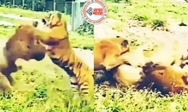 Viral video: शेर और बाघ के बीच में हुई असली घमासान लड़ाईयाँ, नजारा देख शेरनी तो हिल ही गई, देखें वीडियो...