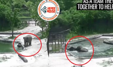 Elephant Saved Her Child : पानी में डूब रहा था नन्हा हाथी, जिसे डूबते देख मां हथिनी ने ऐसे बचाई जान, देखे वायरल विडियो...