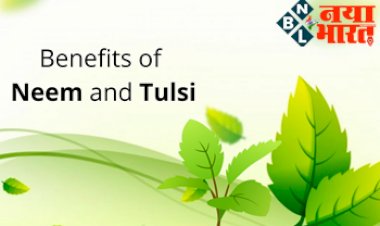 Benefits of Neem And Basil: नीम और तुलसी के पत्तों को सुबह खाली पेट खाने से  5 अद्भुत फायदे, जिन्हें जान आप भी हो जायेंगे हैरान...