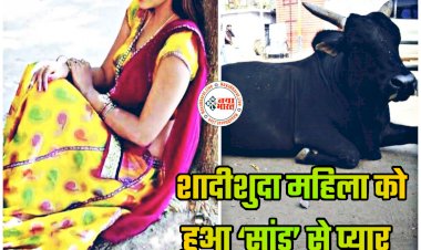 अजब-गजब लव: शादीशुदा महिला को हुआ सांड से बेइंतहा मोहब्बत... जल्द करने जा रही शादी... पति को भी नहीं है कोई एतराज... रोटी खाने आता था रोज... अब सांड लेकर आएगा बारात.....