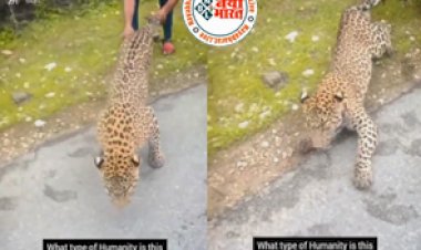 Viral Video: इंसानियत को किया शर्मसार! तेंदुए संग शख्स ने की ऐसी हरकत, वीडियो देख आप भी कहेंगे- इंसान है कि जानवर...