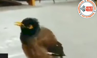 Viral Video: Myna Chanting Hare Krishna अनोखे अंदाज में मैना कर रहा है Hare Krishna का जाप...देखे मैना का वीडियो,