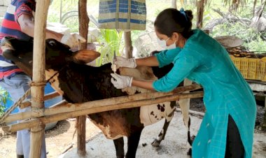 लंपी स्किन रोग रोकथाम के लिए दोरनापाल पशु चिकित्सा प्रभारी दिनेश्वरी मारकंडे के नेतृत्व में 1000 पशुओं का किया गया टीकाकरण.. अन्य राज्यों से आने वाले पशुओं के आवागमन के रोकथाम के लिए लगाया गया चेक पोस्ट