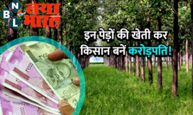 Farming Business Ideas: किसान मात्र 30 हजार रुपये में शुरू करे इन 3 पेड़ों की खेती, होगी करोड़ों की कमाई...