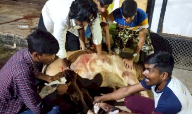 अज्ञात वाहन से घायल एक नन्दी के पिछले पैर की खुर उखड़ गया