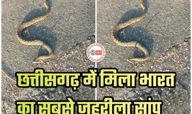 CG Russell Viper VIDEO: छत्तीसगढ़ में मिला भारत का सबसे जहरीला सांप... काटे तो पानी भी नहीं मांगता इंसान... काटने के कुछ ही घंटों के अंदर हो जाती है मौत... देखें रेस्क्यू वीडियो.....