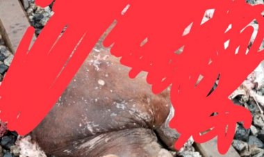 ट्रेन की टक्कर से 2 गौवंशो की मृत्यु एक घायल