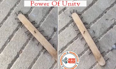 Power Of Unity: चीटियों ने अपने समूह में एकजुट होकर उठाई अपने से 50 गुना बड़ी स्टिक, वीडियो देखकर यूजर बोले...