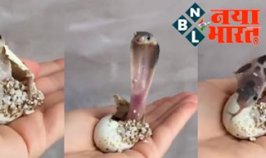 Trending Viral Video: बेबी कोबरा ने अंडे से निकलते ही दिखाया अपना ऐसा भयानक रूप, इन्टरनेट पर वीडियो देखते हुए लोग हुए बेहद हैरान...
