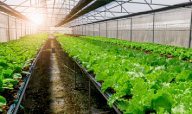 Farming Business Ideas: शुरू करें ये  बिज़नेस, महीने की कमाई होगी लाखो में, सरकार भी देती है इसके लिए सब्सिडी...
