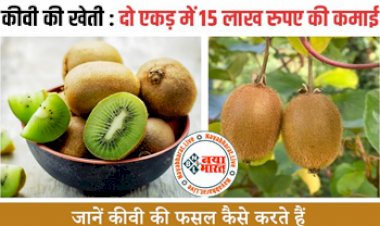 Business Ideas : शुरू करें कीवी की खेती ! होगा मुनाफे का सौदा, पढ़िए इसकी पूरी जानकारी...