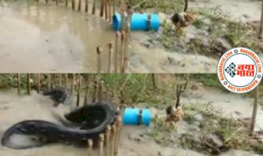 Watch: विशालकाय अजगर को पकड़ने के लिए तैयार किया गया, ऐसा देसी जुगाड़ जिसे देख उड़ गये सभी के होश- देखे विडियो...