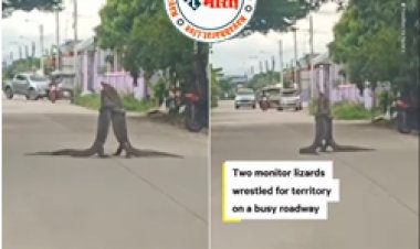 Viral Video: सड़क के बीचो-बीच दो बड़ी छिपकली में शुरू हो गया रोमांस, लोगो का लगा जाम; देखें वीडियो...