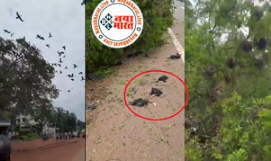 Home of Desolate Birds: स्वार्थ के चक्कर में इंसान ने उजाड़ा सैकड़ों पक्षियों का आशियाना, देखिये दिल दहला देने वाला विडियो...