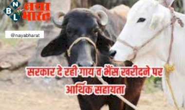 Cow Farming Subsidy: सरकार दे रही गाय व भैंस खरीदने में आर्थिक सहायता, जानें कैसे मिलेगा इसका फायदा...