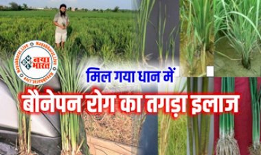 Dwarfism in Paddy Crop: मिल गया धान की फसल में बौनापन समस्या का तगड़ा इलाज, कृषि वैज्ञानिक से जानें रोकथाम के उपाय...