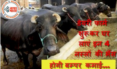 Buffalo for Dairy Farming: डेयरी फार्म शुरू कर घर लाएं इन 4 नस्लों की भैंस, होगी बम्पर कमाई...