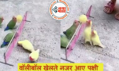 Volleyball Game : वॉलीबॉल खेलते नजर आए पक्षी,चोंच के सहारे उठा कर फेंक रहे बॉल, देखिये यह मनमोहक विडियो...