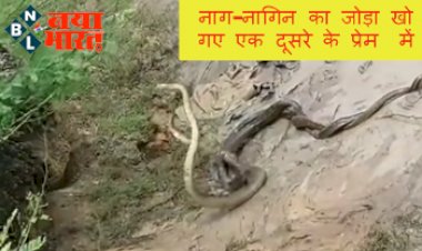 Naag Nagin Love Video: नहीं देखा होगा ऐसा नजारा! नाग-नागिन का जोड़ा खो गए एक दूसरे के प्रेम में, आप भी देखें यह अद्भुत दृश्‍य...