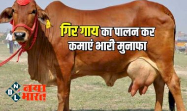 Gir Cow Farming: गाय की ये ख़ास नस्लें जो दे सकती है आपको ज्यादा मुनाफा, होगा अधिक दूध उत्पादन, जानें पूरी जानकारी...