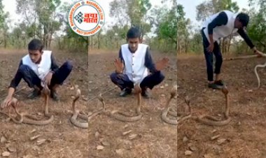 Boy Teasing The Snake: तीन-तीन किंग कोबरा को एक साथ छेड़ने लगा लड़का, तभी जो हुआ उसे देख दहशत से भर जायेंगे, देखे वायरल विडियो...